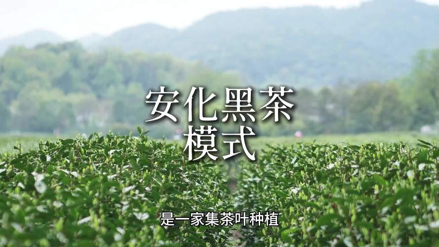 理想华莱如何靠卖茶实现年入十万？